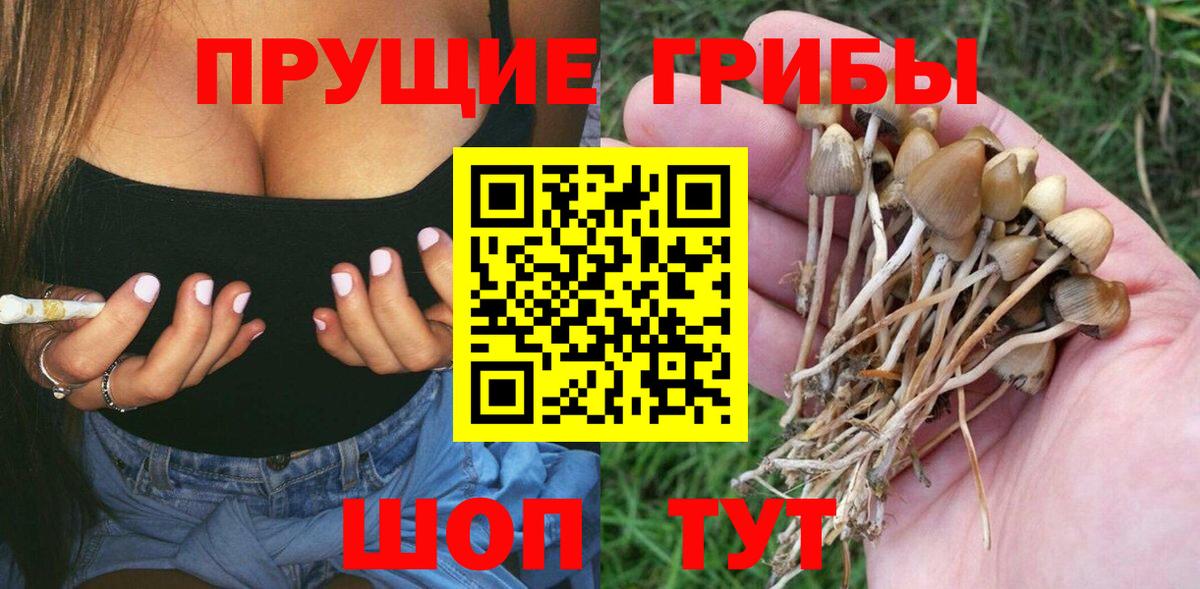 Галлюциногенные грибы Psilocybine cubensis Клинцы